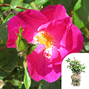 Rose Clg Simply Sumptuous 4L Pot GW