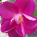 Rose Clg Simply Sumptuous 4L Pot GW