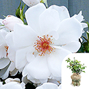 Rose CLG Starlight Symphony 4L pot (ROTY 2018) GW