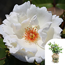 Rose Climbing White Star 4L pot GW