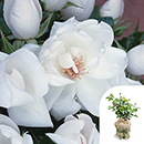 Rose Climbing White Wedding 4L pot GW