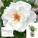 Rose 'Oakhaven Hospice' 4L Pot C GW