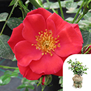 Rose Climbing Summer Sweetheart 4L Pot GW