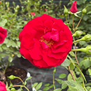 Rose Climbing Summer Sweetheart 4L Pot GW