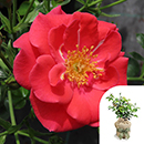 Rose Jason's Rose 4L Pot GW