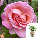 Rose Climbing Sweet Syrie 4L Pot GW