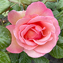 Rose Climbing Sweet Syrie 4L Pot GW
