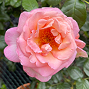 Rose Climbing Sweet Syrie 4L Pot GW