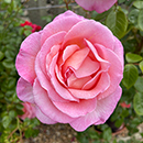 Rose Climbing Sweet Syrie 4L Pot GW