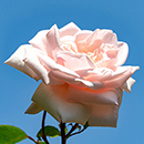 Rose Climbing The New Dawn 4L pot GW