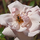 Rose Climbing The New Dawn 4L pot GW