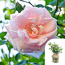 Rose Nicola's Rose 4L Pot GW