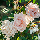 Rose Nicola's Rose 4L Pot GW