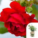 Rose Climbing Blooming Marvellous 4L pot GW