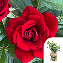 Rose David's Rose 4L pot GW