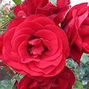 Rose David's Rose 4L pot GW