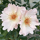 Rose Climbing Simple Life 4L Pot GW