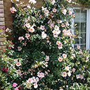 Rose Climbing Simple Life 4L Pot GW