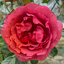 Rose Climbing Wonderful World 4L pot GW