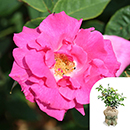 Rose Climbing Zephirine Drouhin 4L pot GW