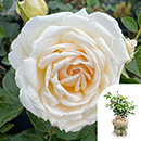 Rose Lisa's Rose 4L pot GW