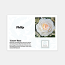 Rose Cream 4L pot GW