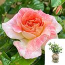Rose Love From Lucy 4L pot C GW