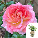 Rose Designer Sunset 4L pot GW