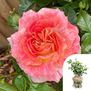 Rose Pamela's Rose 4L pot GW