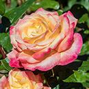 Rose Jeffrey's Rose 4L Pot GW