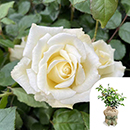 Rose Lynn's Rose 4L pot GW