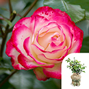 Rose Double Delight 4L pot GW