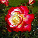 Rose Double Delight 4L pot GW