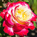 Rose Thomas's Rose 4L Pot GW