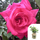 Rose Dr. Susan Michaelis 4L Pot C GW