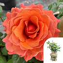 Rose Happy Birthday Orange 4L pot GW