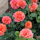 Rose Happy Birthday Orange 4L pot GW