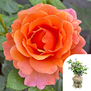 Rose Easy Does It 4L pot GW