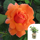 Rose Cynthia's Rose 4L Pot GW