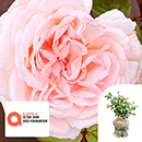 Rose Elton John AIDS Foundation 4L Pot C GW