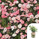 Rose Happy Retirement 4L pot GW