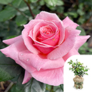 Rose English Princess 4L pot GW
