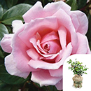 Rose Tammy's Rose 4L Pot GW
