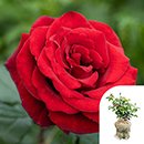 Rose Fab at 60 4L pot GW