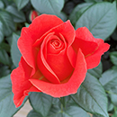 Rose Fellowship 4L pot GW