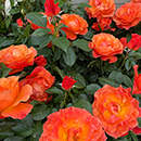 Rose Fellowship 4L pot GW