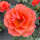 Rose Scott's Rose 4L Pot GW
