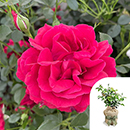 Rose Richard's Rose 4L pot GW