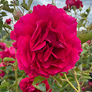 Rose Richard's Rose 4L pot GW