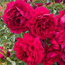 Rose Fetzer Syrah Rose 4L Pot GW